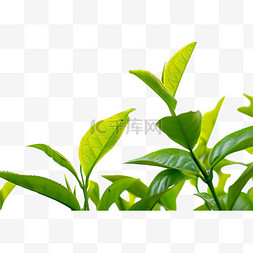 绿色的嫩叶图片_摄影图茶叶免抠元素茶苗