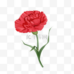 红色图片_母亲节 红色 康乃馨 植物 花朵 平