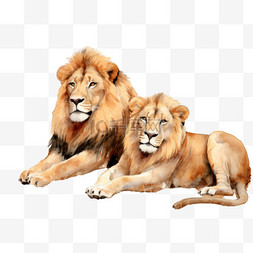 狮子写实图片_狮子伴侣元素立体免抠图案