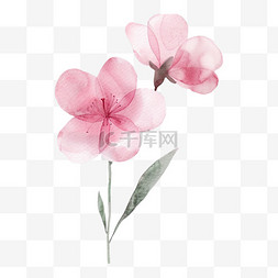 粉色花朵两朵图片_春天两朵粉色水彩画元素
