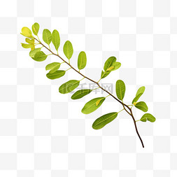 绿叶植物元素立体免抠图案
