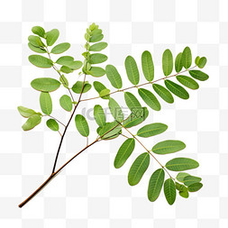 绿叶立体植物图片_绿叶植物元素立体免抠图案