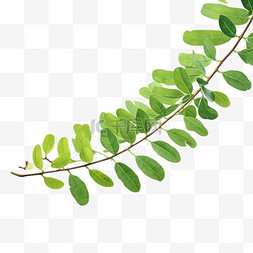 绿叶植物元素立体免抠图案