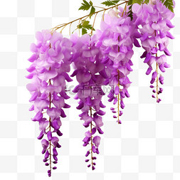 美丽紫藤花元素立体免抠图案