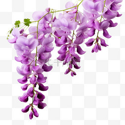 紫藤花长廊图片_美丽紫藤花元素立体免抠图案