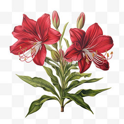 红艳花朵元素立体免抠图案