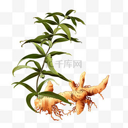 手绘零食香菇图片_中药药材黄精手绘元素