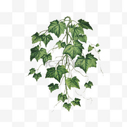 植物树叶图案图片_植物树叶元素立体免抠图案