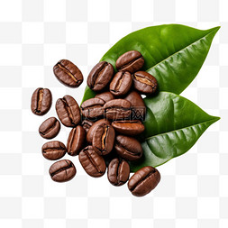 咖啡豆树叶图片_咖啡豆树叶元素立体免抠图案