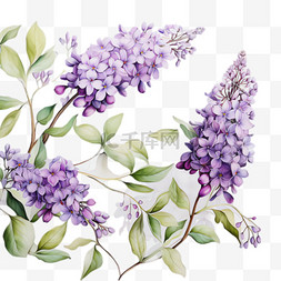 紫罗兰花朵元素立体免抠图案