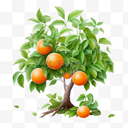 橙子果树素材图片_橙子果树元素立体免抠图案