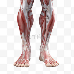 腿部模型元素立体免抠图案