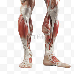 腿部模型元素立体免抠图案