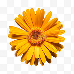 黄色菊花元素免抠图案立体