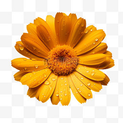 黄色菊花装饰图片_黄色菊花元素免抠图案立体