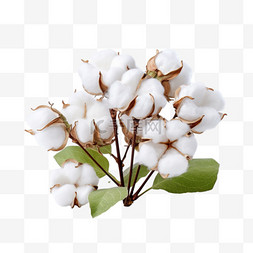 盆栽大型植物图片_棉花植物元素立体免抠图案