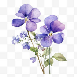 紫罗兰粉图片_紫罗兰鲜花元素立体免抠图案