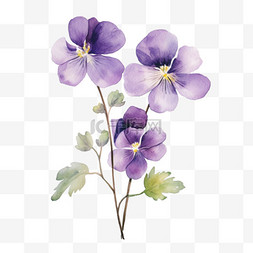 紫罗兰鲜花元素立体免抠图案