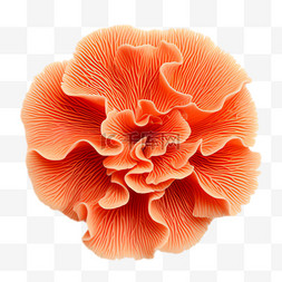 珊瑚立体图片_珊瑚花朵元素立体免抠图案