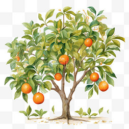 茂盛橘树元素立体免抠图案