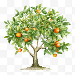 树图片_茂盛橘树元素立体免抠图案