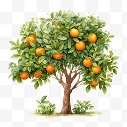橘树开花图片_茂盛橘树元素立体免抠图案