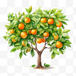 橘树开花图片_茂盛橘树元素立体免抠图案