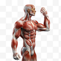 肌肉线条元素立体免抠图案
