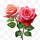 玫瑰鲜花元素立体免抠图案