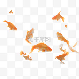 双金鱼鱼戏水图片_金鱼水珠元素立体免抠图案