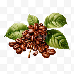 咖啡豆绿叶元素立体免抠图案