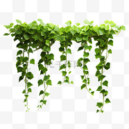 绿色藤蔓元素立体免抠图案