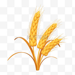 小麦图片_C4D立体芒种麦子小麦设计图