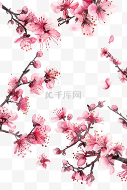 白色的樱花手绘图片_盛开樱花免抠元素手绘