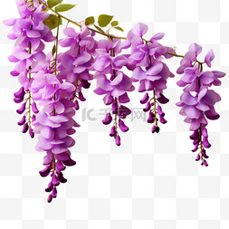 紫色藤萝元素立体免抠图案