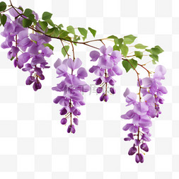 图案紫色图片_紫色藤萝元素立体免抠图案
