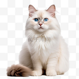蓝眼猫咪元素立体免抠图案