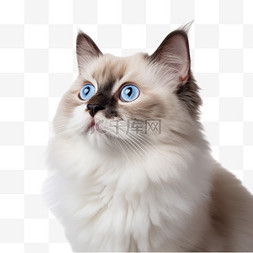 蓝猫商标图片_蓝眼猫咪元素立体免抠图案
