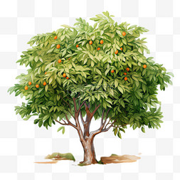 橙子果树素材图片_橙子果树元素立体免抠图案