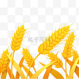 大麦适量图片_芒种丰收季小麦图片