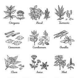 罗勒属植物图片_手绘香料香草和蔬菜素描元素牛至