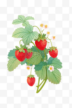 草莓手绘免抠插画元素