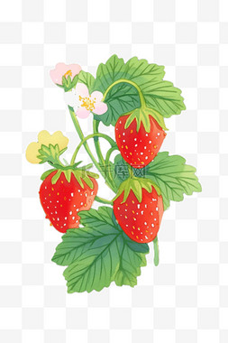 手绘草莓背景图片_手绘插画草莓免抠元素