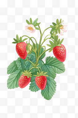 草莓手绘免抠元素插画
