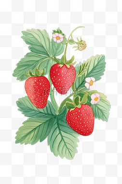 手绘插画免抠元素草莓