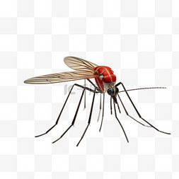 身上蚊子包图片_艺术昆虫蚊子元素立体免抠图案