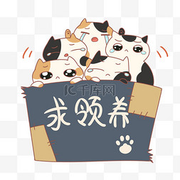 宠物领养图片宠物领养收养流浪猫图片