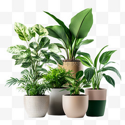盆栽植物捆绑室内植物