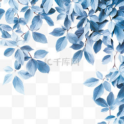 冰雪季节的蓝色树叶背景