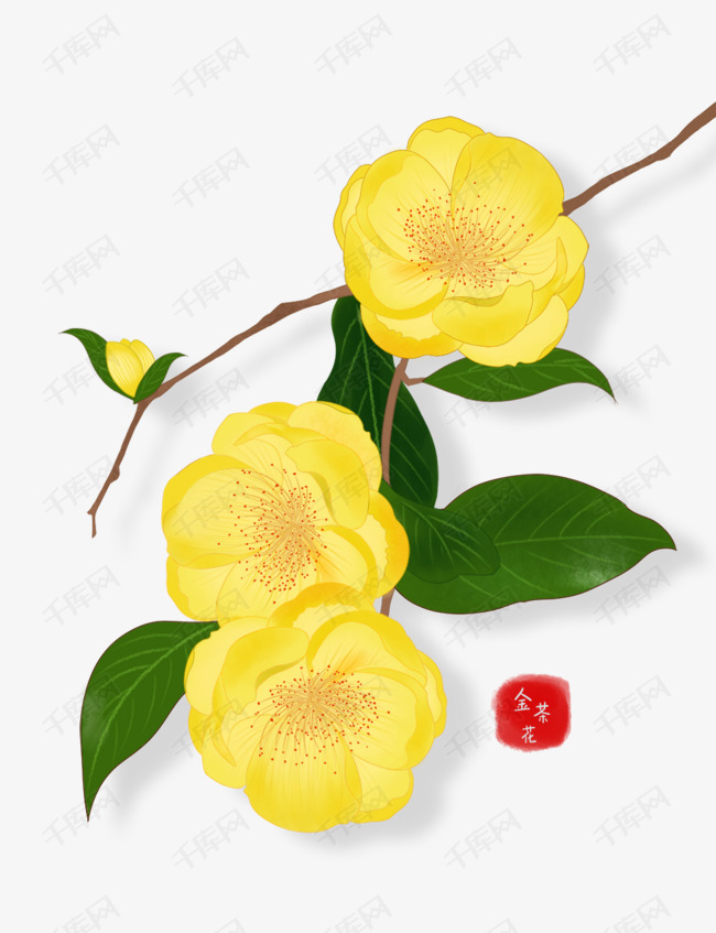 金茶花(金茶花掉花苞是怎么回事)